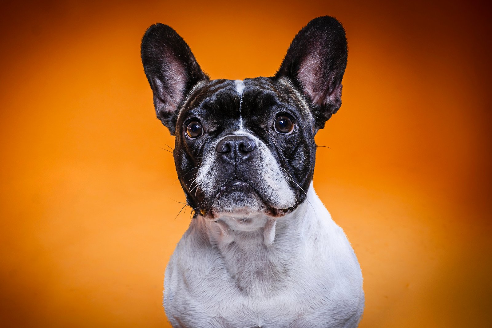 Fotógrafo de Perros en Toledo