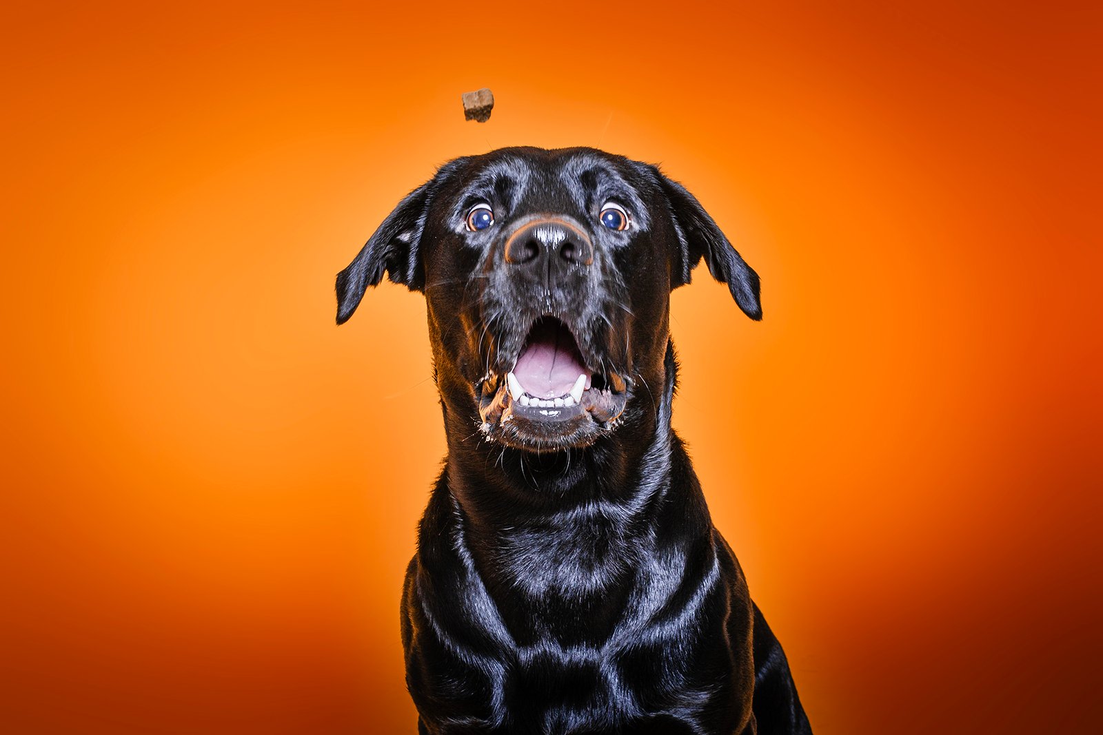 Fotógrafo de Perros en Toledo